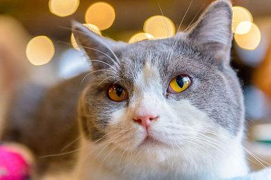 《幽灵行者》新DLC“赫尔计划”公布上市宣传片